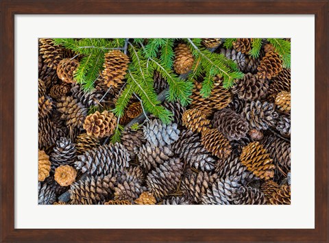 Framed Pine Cones And Douglas Fir Bough, Nevada Print