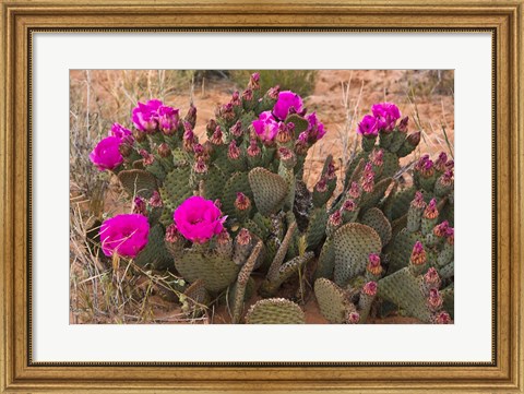 Framed Prickly Pear Cactus In Bloom, Valley Of Fire State Park, Nevada Print