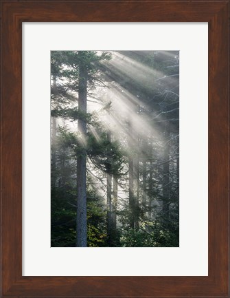 Framed Sun Rays Shining Through Foggy Pine Trees Print