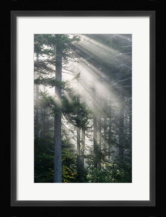 Framed Sun Rays Shining Through Foggy Pine Trees Print