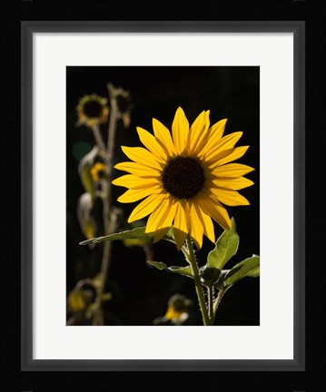 Framed Backlit Sunflower, Santa Fe, New Mexico Print