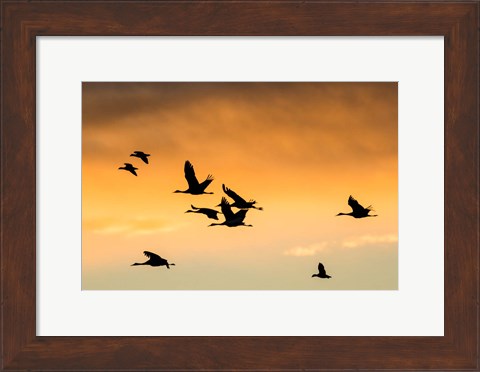 Framed Cranes And Geese Flying, New Mexico Print