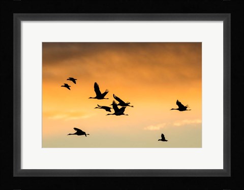 Framed Cranes And Geese Flying, New Mexico Print