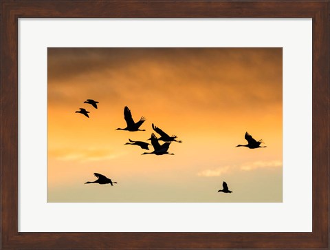 Framed Cranes And Geese Flying, New Mexico Print