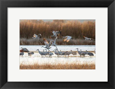 Framed Sandhill Cranes Flying, New Mexico Print