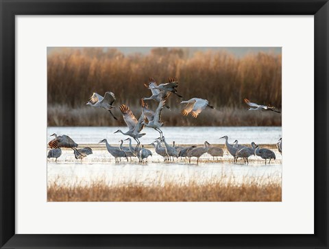 Framed Sandhill Cranes Flying, New Mexico Print