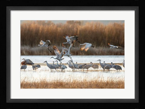 Framed Sandhill Cranes Flying, New Mexico Print