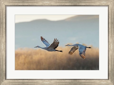 Framed Two Sandhill Cranes Flying, New Mexico Print