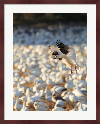 Framed Snow Geese Landing In Corn Fields, New Mexico Print