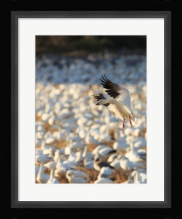 Framed Snow Geese Landing In Corn Fields, New Mexico Print