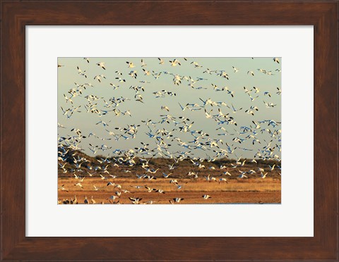 Framed Snow Geese Taking Off From Their Morning Roost, New Mexico Print
