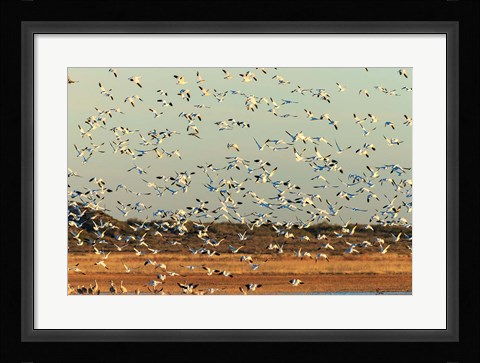 Framed Snow Geese Taking Off From Their Morning Roost, New Mexico Print