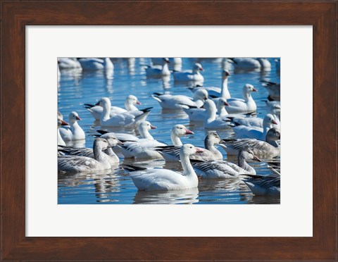 Framed Ross&#39;s And Snow Geese In Freshwater Pond, New Mexico Print