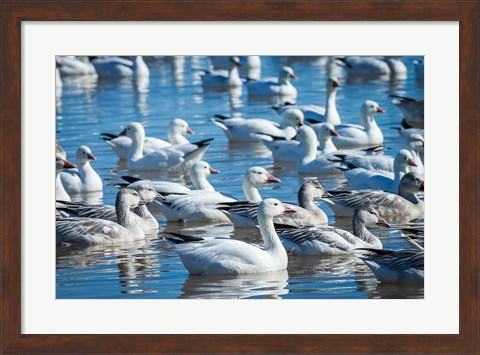 Framed Ross&#39;s And Snow Geese In Freshwater Pond, New Mexico Print