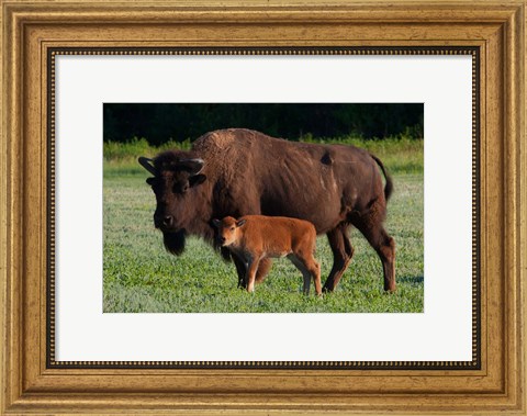 Framed American Bison And Calf Print