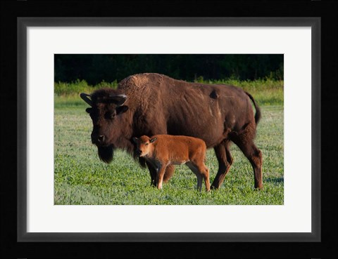 Framed American Bison And Calf Print
