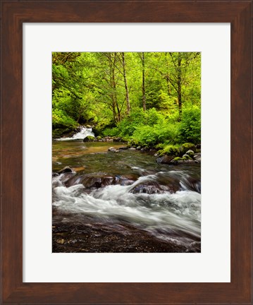 Framed Siuslaw National Forest, Sweet Creek, Oregon Print