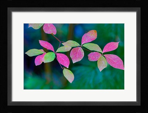 Framed Wild Dogwood Leaves In Autumn Print