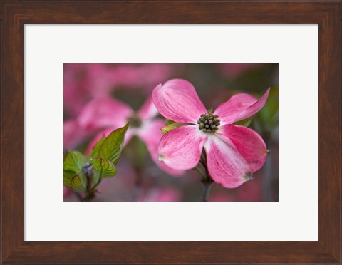 Framed Close-Up Of A Pink Dogwood Blossom Print