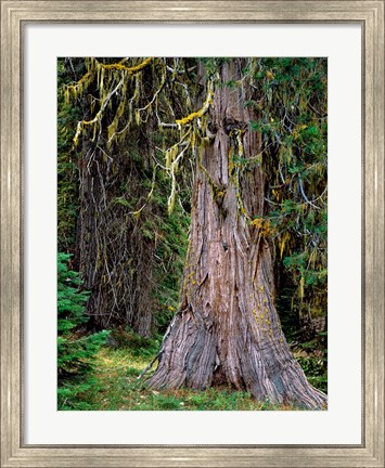 Framed Incense Cedar Tree, Oregon Print