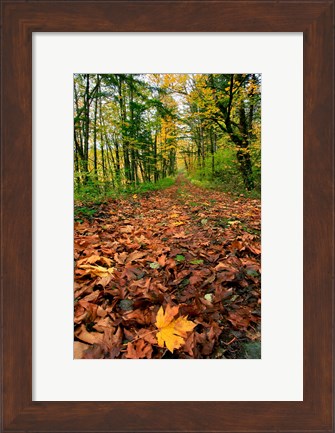 Framed Trail Covered In Maples Leaves, Oregon Print