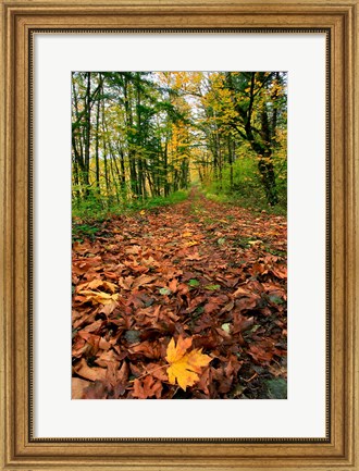 Framed Trail Covered In Maples Leaves, Oregon Print