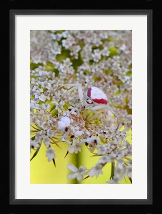 Framed Crab Spider On Wild Carrot Bloom Print