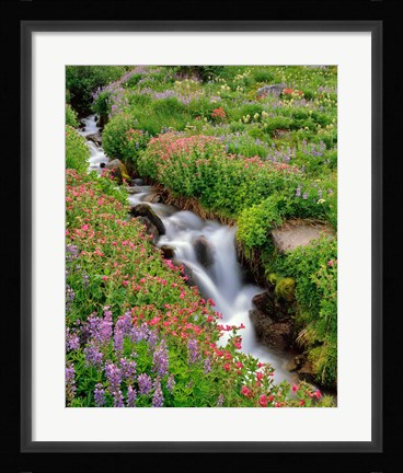 Framed Monkey-Flowers And Lupine Along Elk Cove Creek, Oregon Print