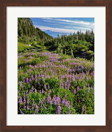 Framed Lupine In Elk Cove, Oregon Print