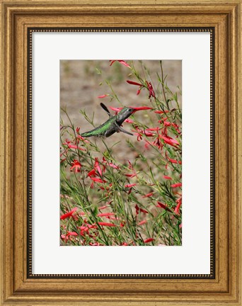 Framed Hummingbird In The Bloom Of A Salvia Flower Print