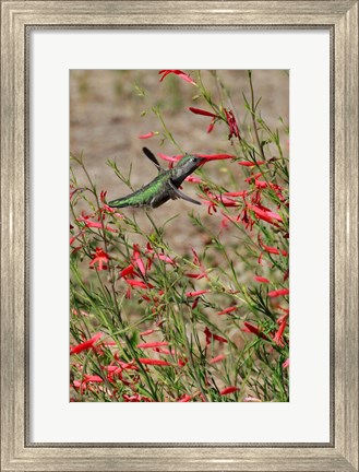 Framed Hummingbird In The Bloom Of A Salvia Flower Print