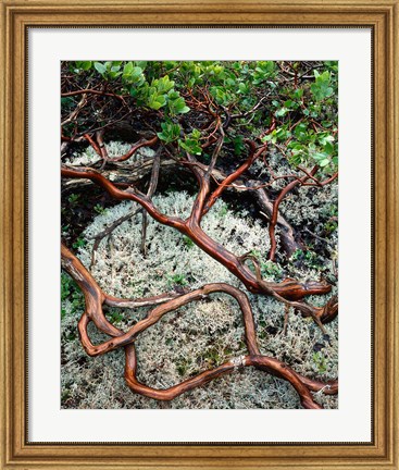 Framed Manzanita Plant Roots On A Bed Of Moss Print