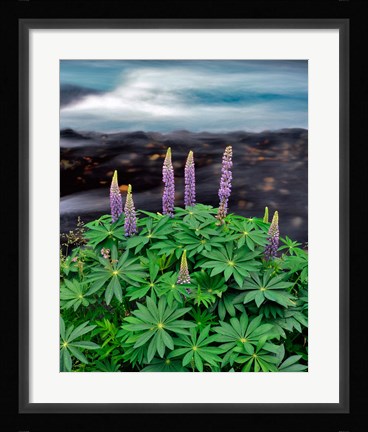Framed Lupine Next To The Metolius River Print
