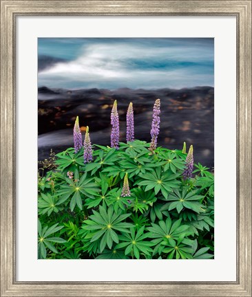 Framed Lupine Next To The Metolius River Print