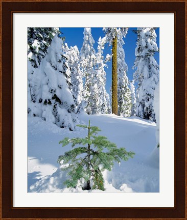 Framed Scenic Of New Snow On Forest, Oregon Print