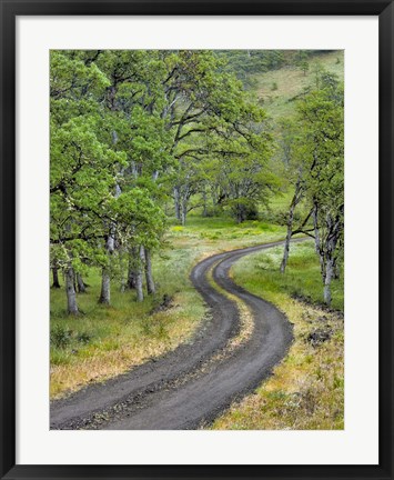Framed Road Lined With Oak Trees, Oregon Print