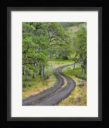 Framed Road Lined With Oak Trees, Oregon Print