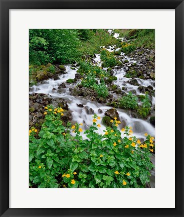 Framed Yellow Monkeyflowers Along Wahkeena Creek, Oregon Print