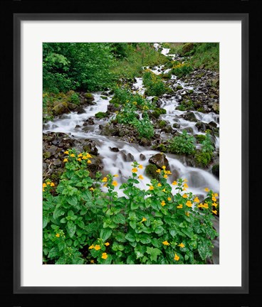 Framed Yellow Monkeyflowers Along Wahkeena Creek, Oregon Print