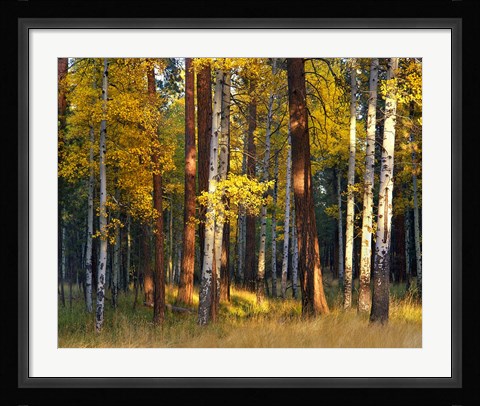 Framed Aspen And Ponderosa Trees In Autumn, Deschutes National Forest Print