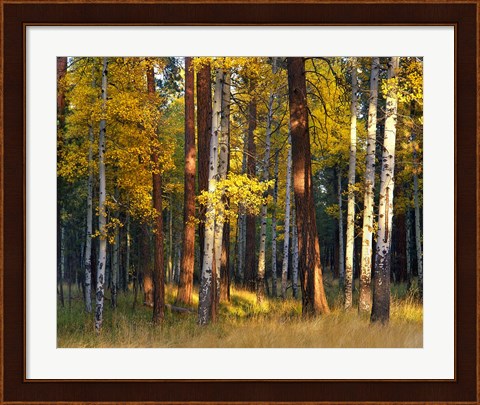 Framed Aspen And Ponderosa Trees In Autumn, Deschutes National Forest Print