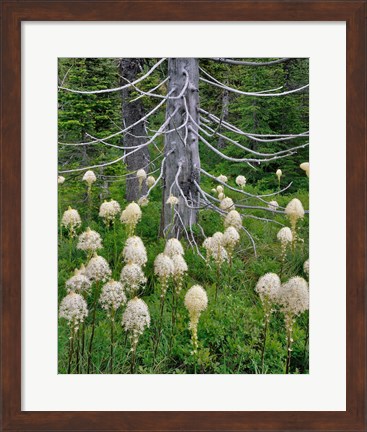 Framed Beargrass Around Dead Evergreen, Oregon Print
