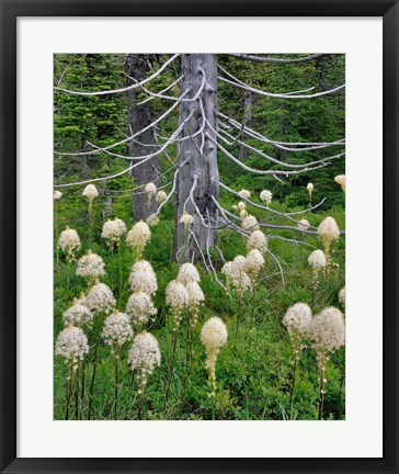 Framed Beargrass Around Dead Evergreen, Oregon Print