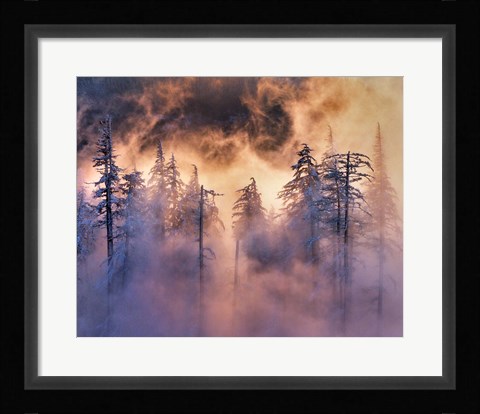 Framed Evergreens In Fog, Mt Hood National Forest, Oregon Print