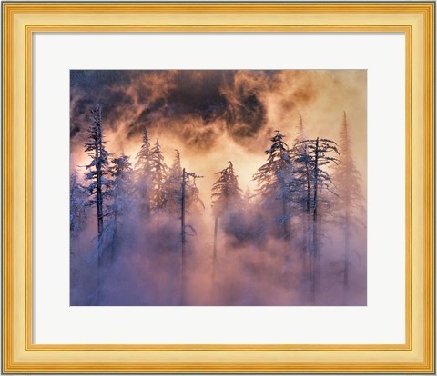 Framed Evergreens In Fog, Mt Hood National Forest, Oregon Print
