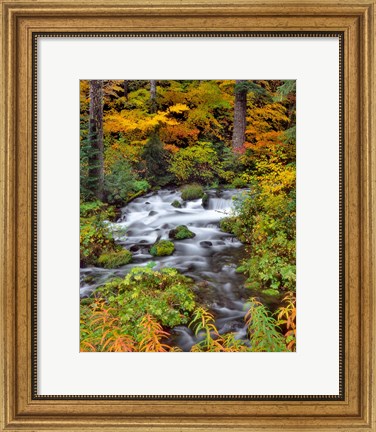 Framed Roaring River Running Through Oregon Print