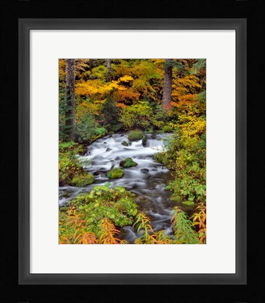 Framed Roaring River Running Through Oregon Print