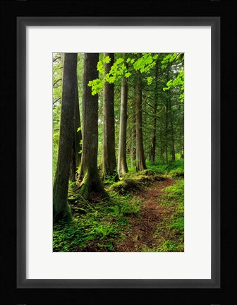 Framed Forest Scenic Trail, Oregon Print