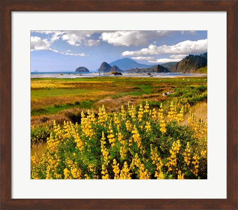 Framed Coastal Landscape With Yellow Lupine, Oregon Print