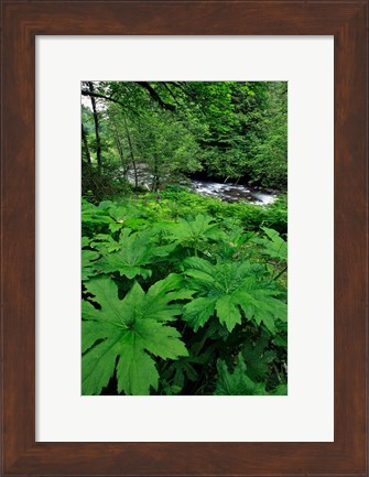 Framed Scenic View Of Little Sandy River, Oregon Print